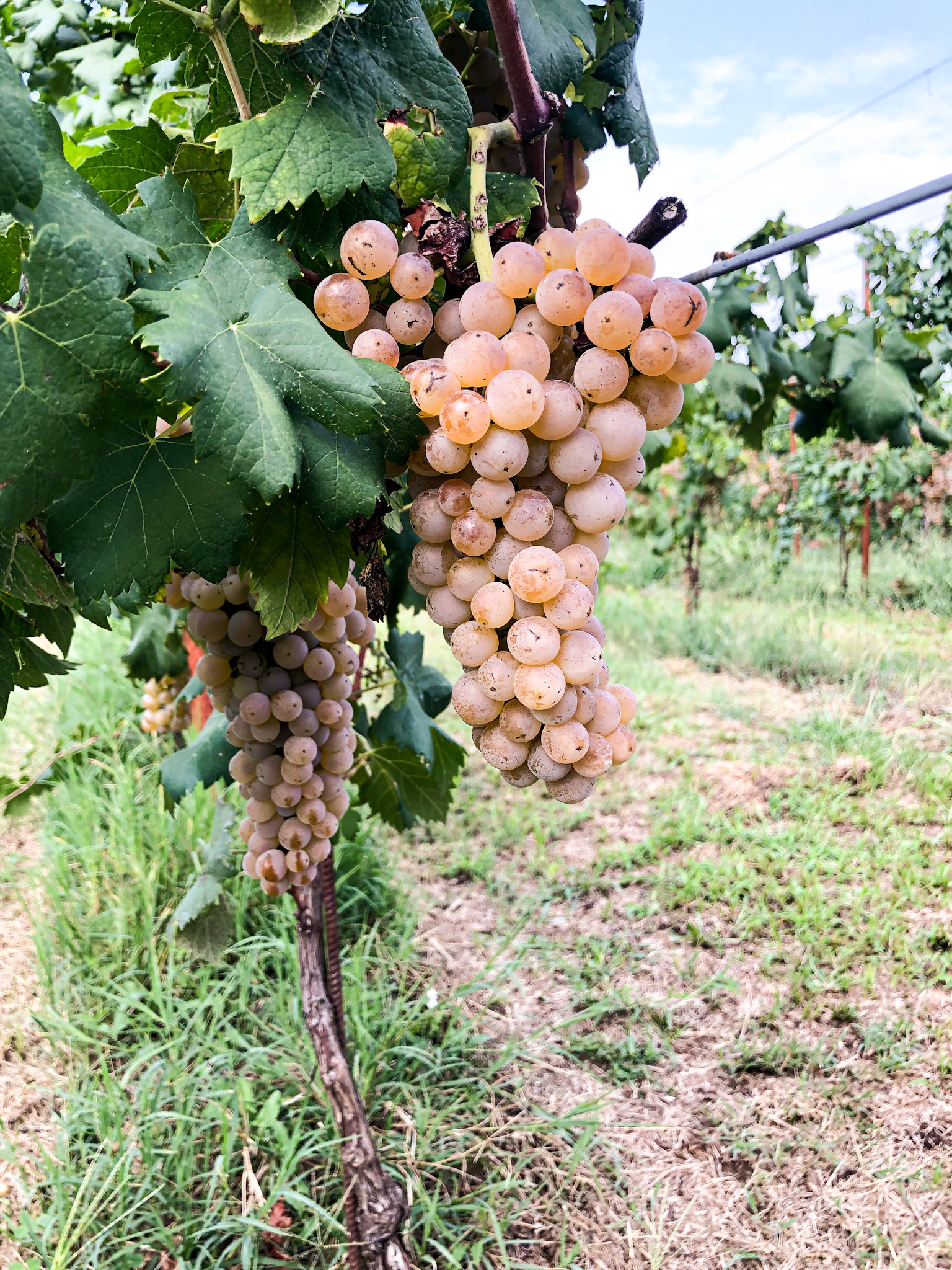 DIVULGAZIONE | Il vino che viene dai ghiacci -  Storia e peculiarità dei vini prodotti sul territorio morenico